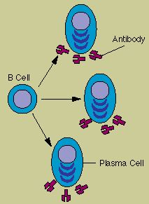 immune system