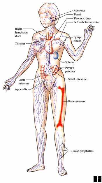 lymphoid  tissue