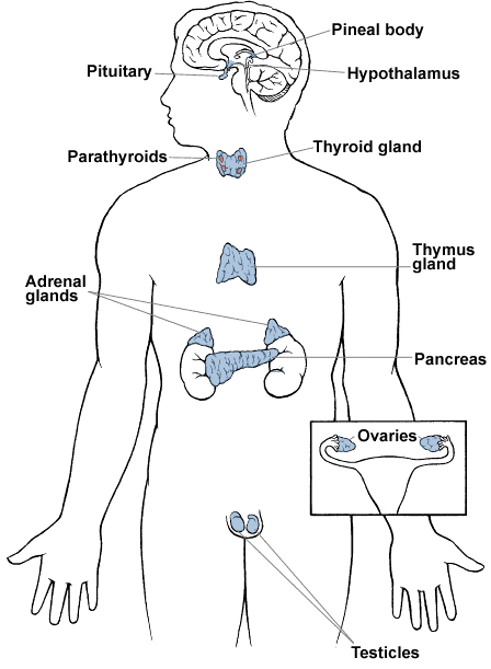 Endocrine System