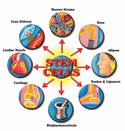 Good thesis statement embryonic stem cell research