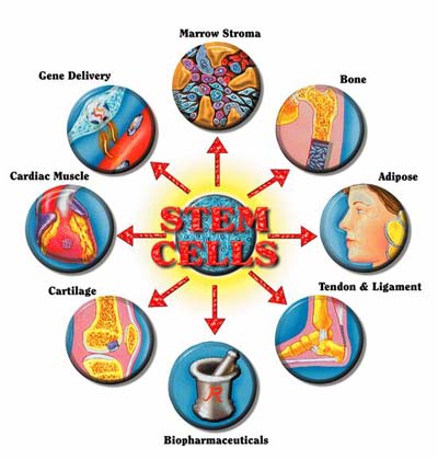 Stem Cell