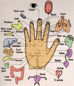 Chinese Hand Acupuncture Charts