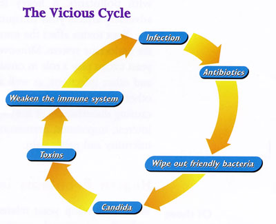 Corticosteroids effects on immune system