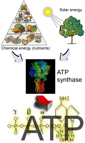 atp in cells