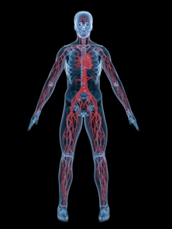 Blood Supply Body