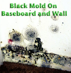 Black Molds