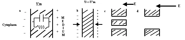 Figure 5. Schematic diagram of reversible and irreversible breakdown. (a) cell membrane with  potential V'm, (b) membrane compression, (c) pore formation with reversible breakdown,  (d) large  area of  the membrane subjected to irreversible breakdown with large pores (Zimmermann, 1986)