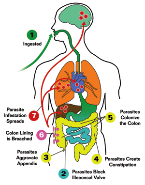 body parasites