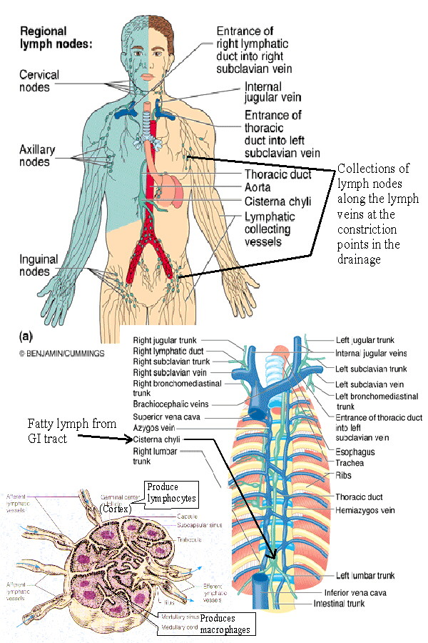 Diagram Of Lymphatic System Labeled Lymphatic System Diagram