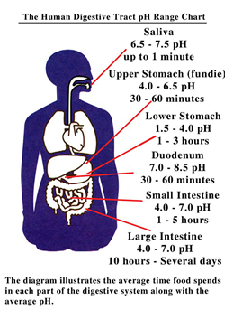 Your Body's PH levels