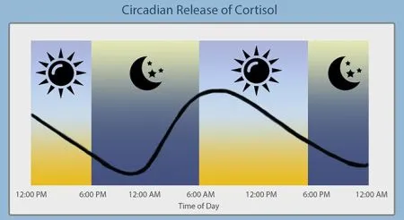 Circadian Release of Cortisol